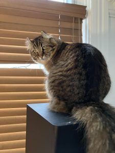 A fluffy tabby cat looking over her shoulder at the person taking the photo