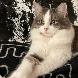 A regal looking white and grey cat gazes off into the middle distance