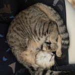 A short haired striped tabby is curled up in a chair, her chin visible